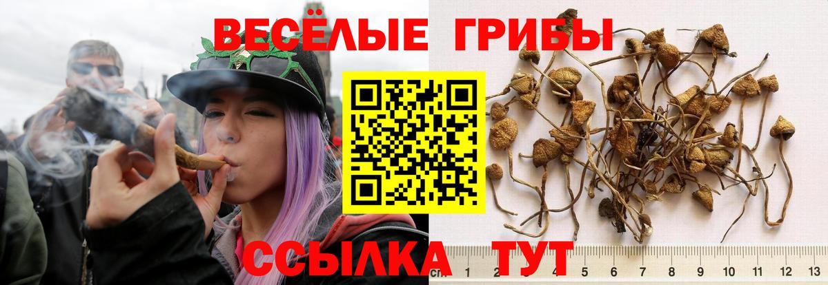 Галлюциногенные грибы GOLDEN TEACHER Новошахтинск